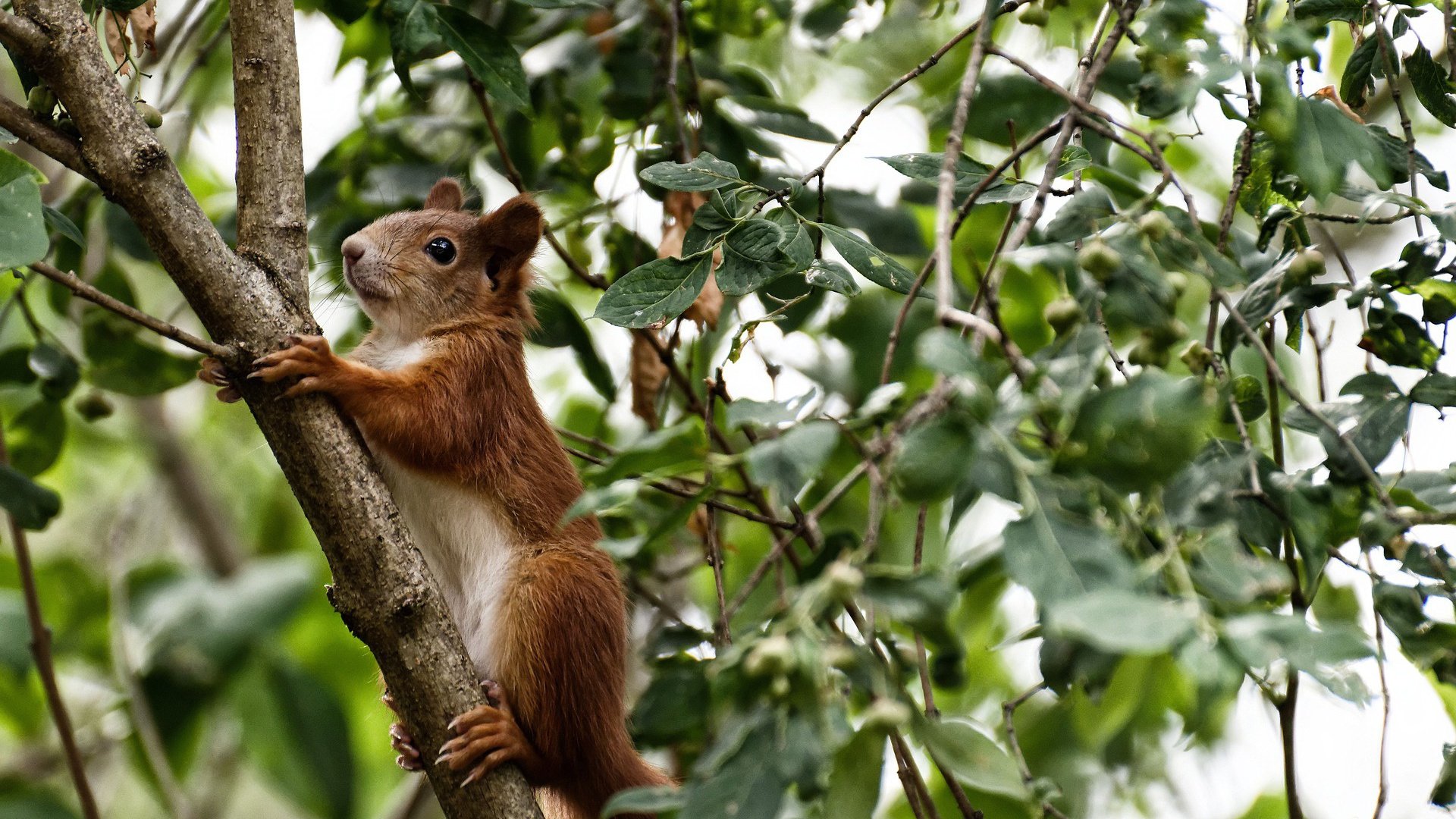 F1式终极对决，辽宁队以赛道战术完美压制老鹰，年度争冠焦点战引爆体育狂潮