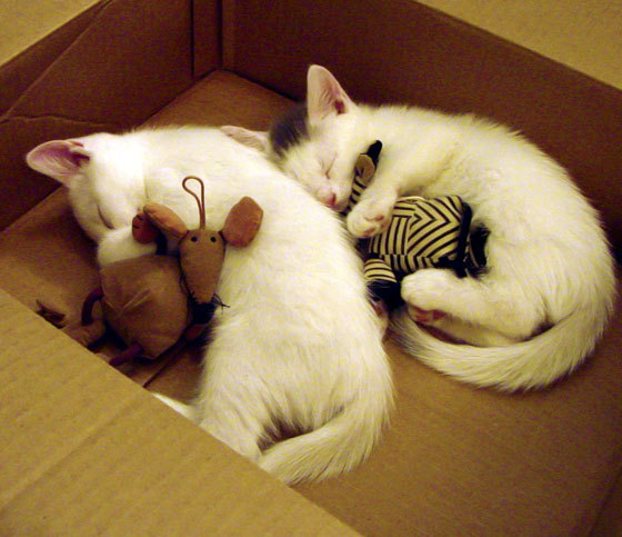 范弗利特，破茧成蝶，一锤定音